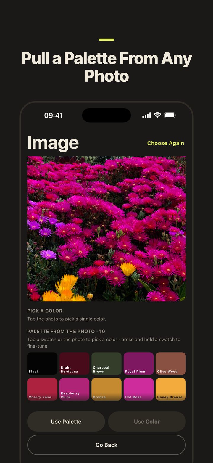 A color palette extracted from a photo